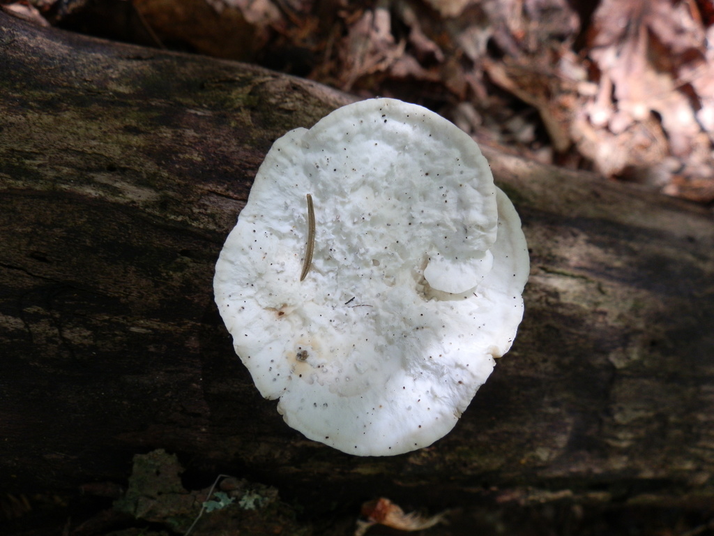 Postie styptique (Postia stiptica)