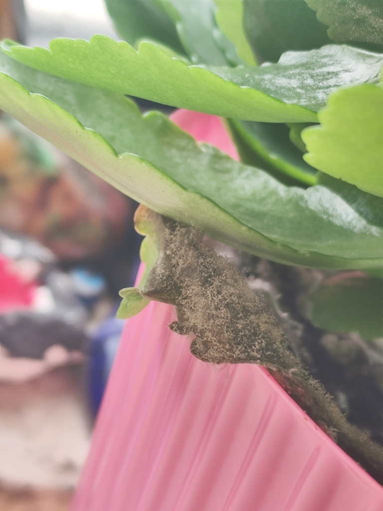 Pourriture grise (Botrytis cinerea)