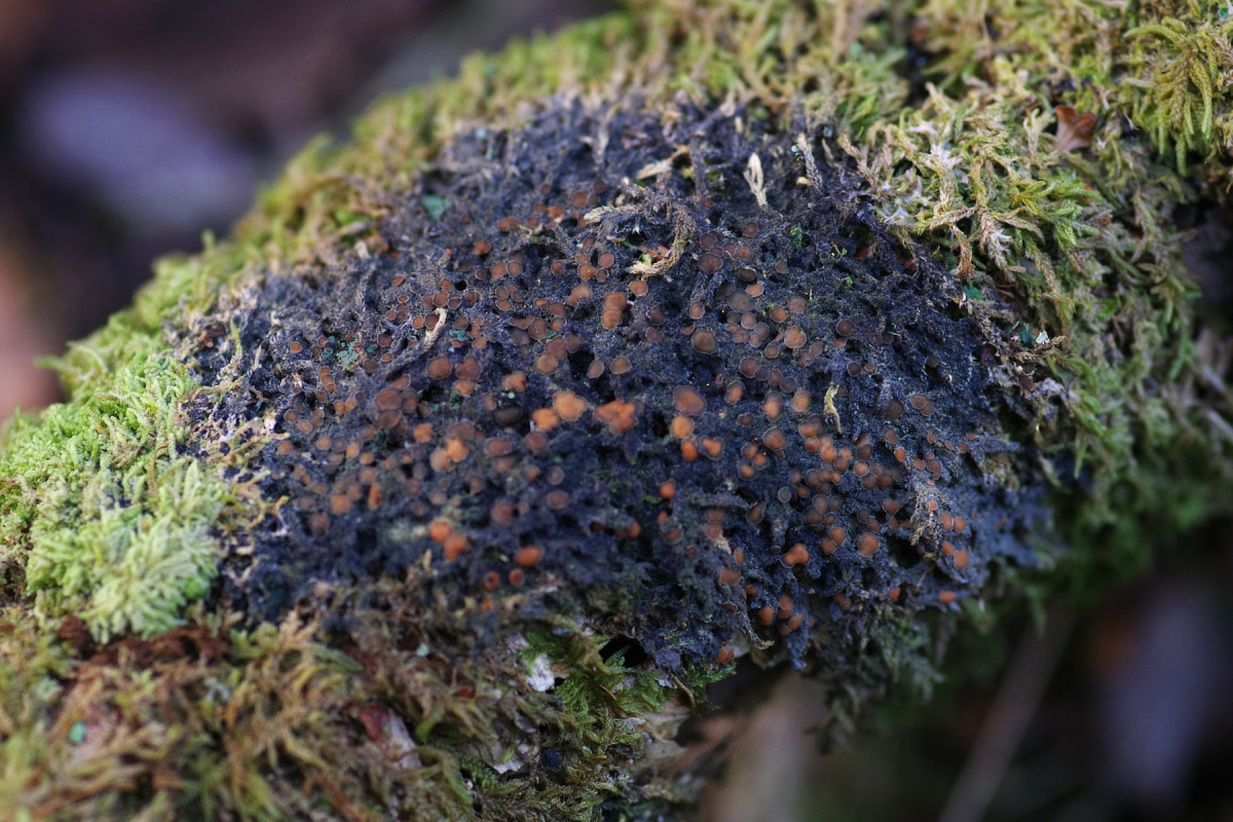 Protopannaria pezizoides (Protopannaria pezizoides)