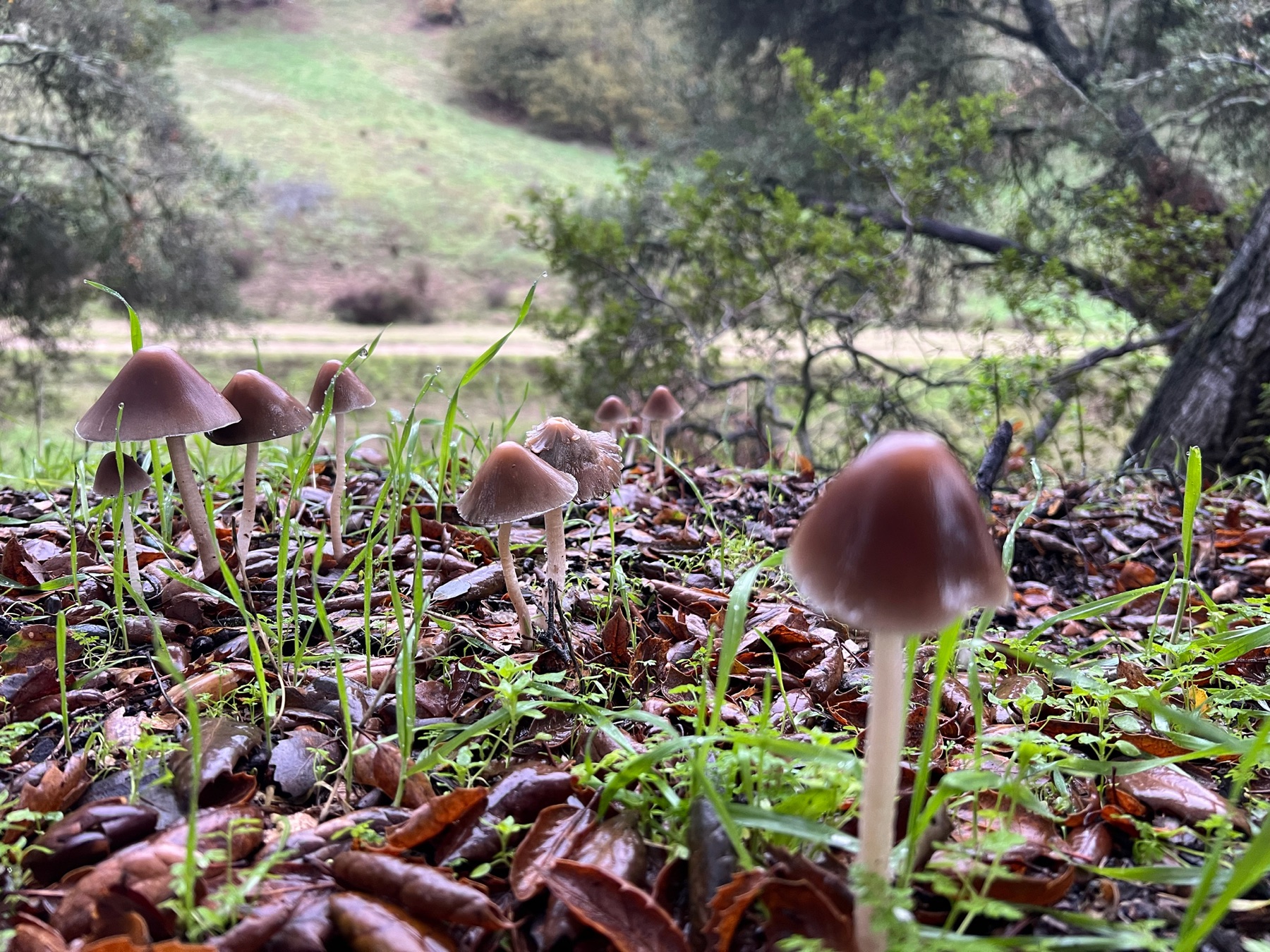 Psathyrelle à lames rouges (Psathyrella bipellis)