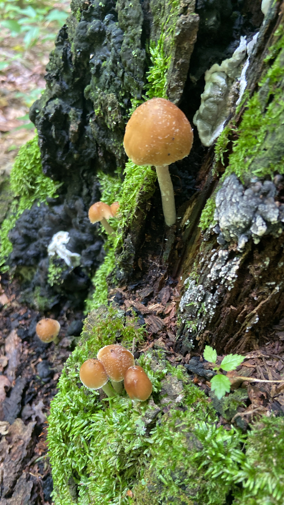 Psathyrelle de Candolle (Candolleomyces candolleanus)