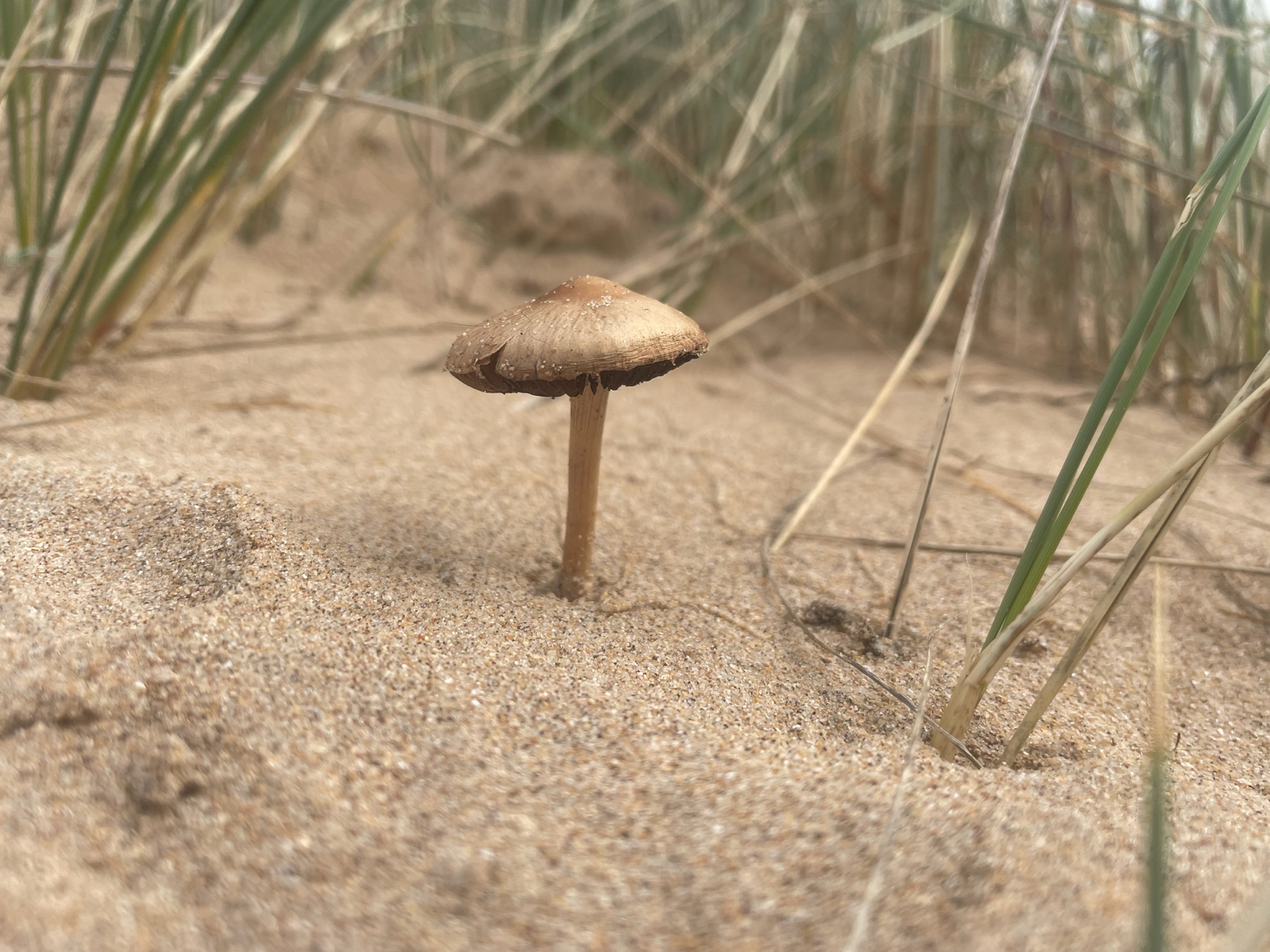 Psathyrelle des sables (Psathyrella ammophila)