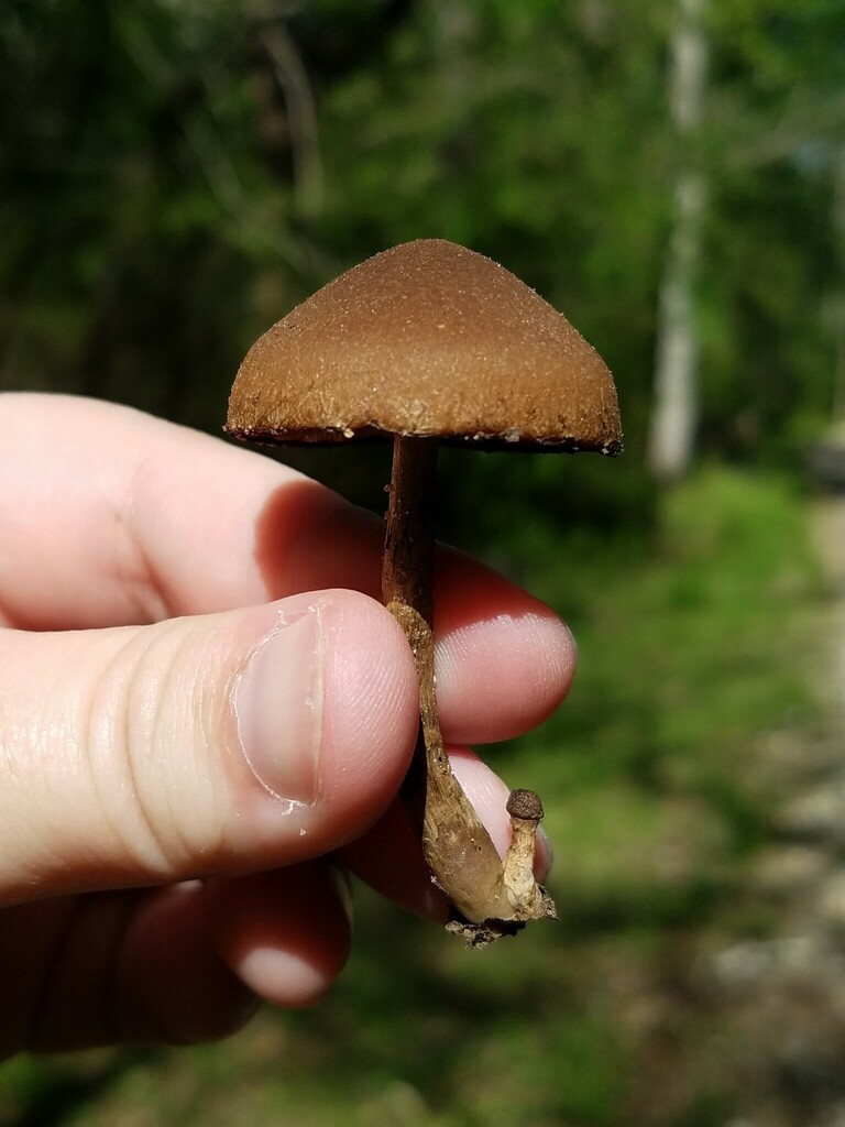Psathyrelle pleureuse (Lacrymaria lacrymabunda)