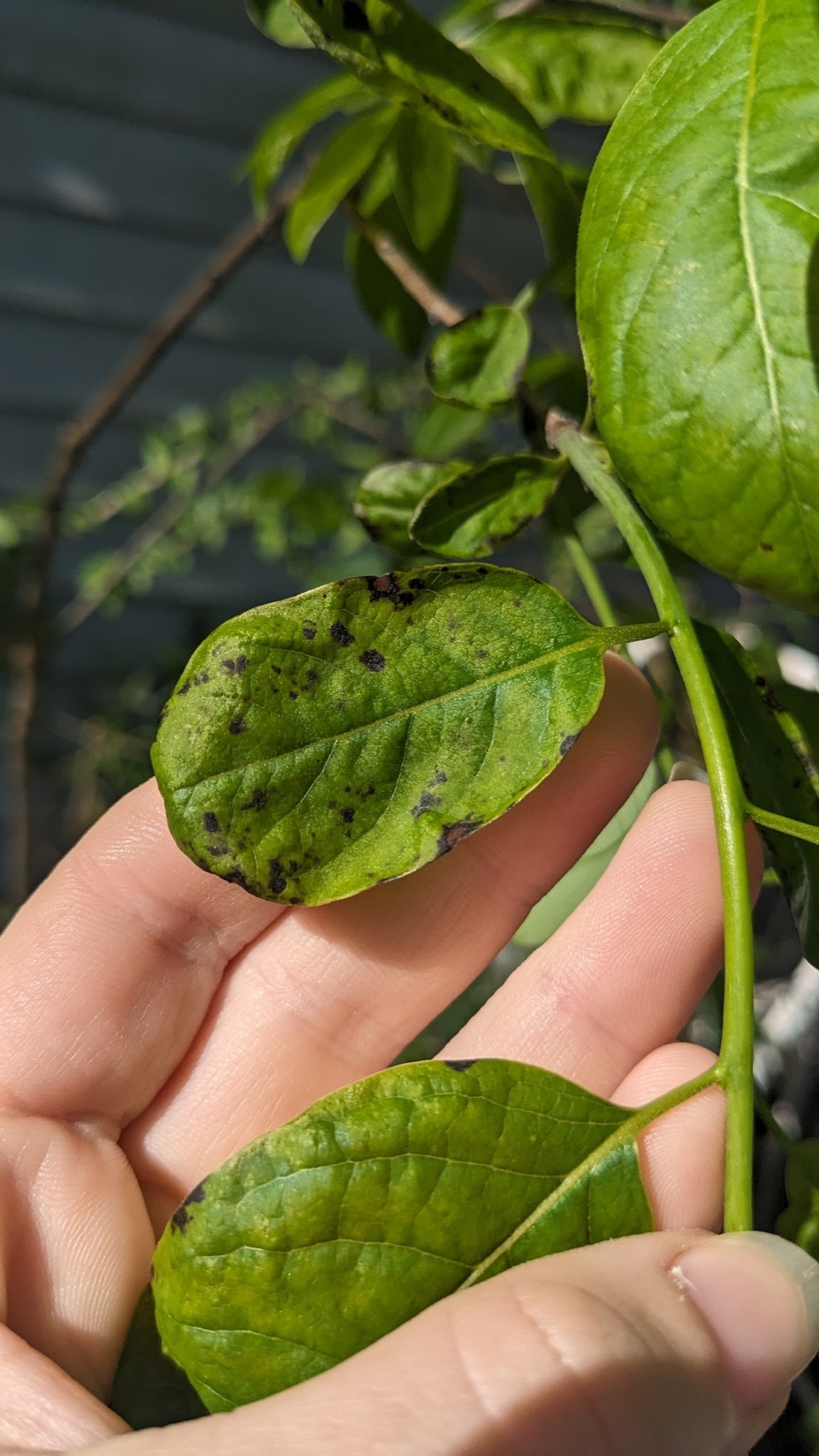 Pseudocercospora fuliginosa (Pseudocercospora fuliginosa)