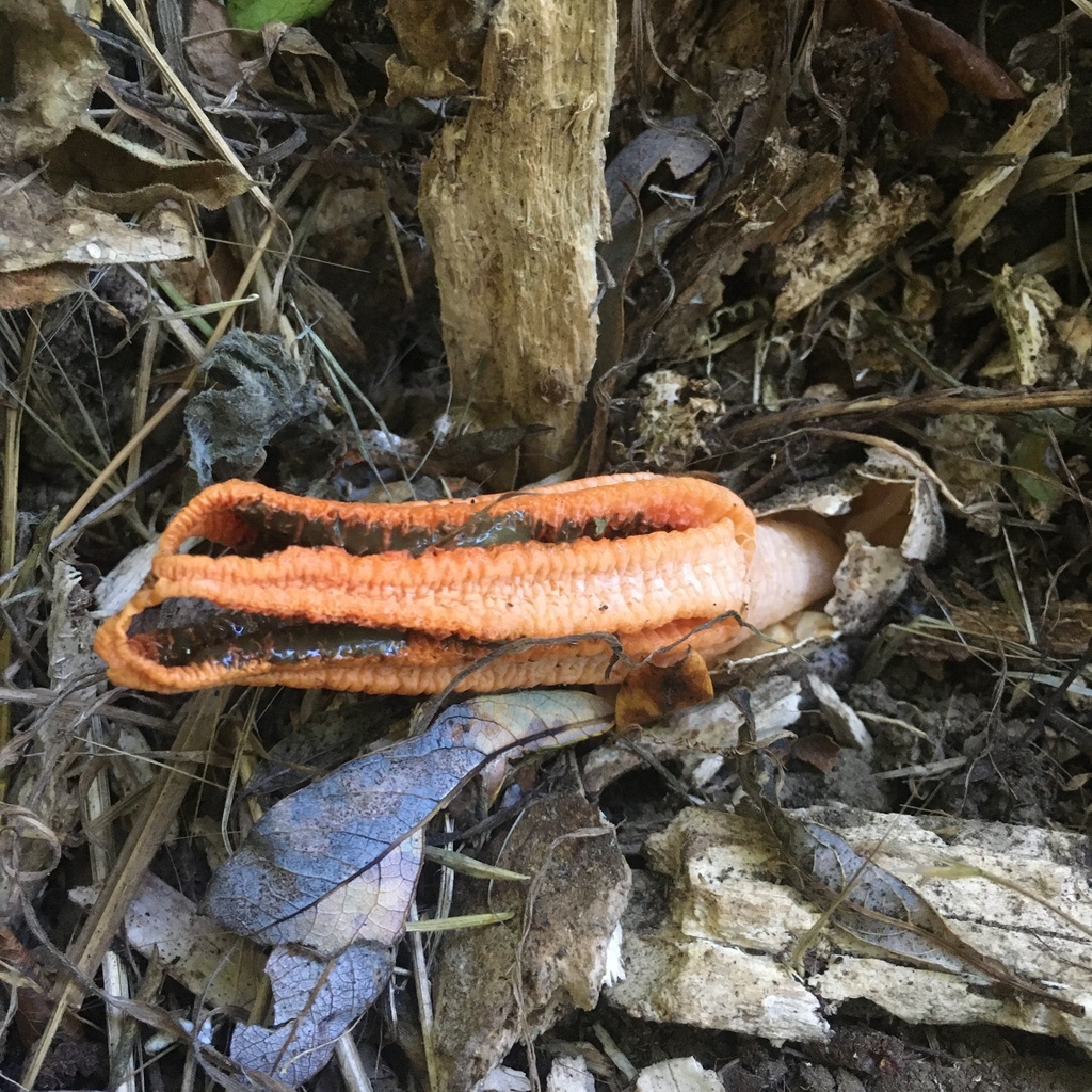 Pseudocolus fusiformis (Pseudocolus fusiformis)