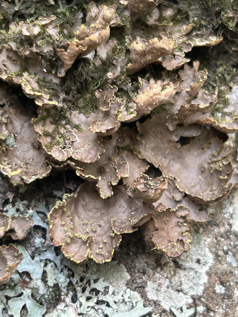 Pseudocyphellaria holarctica (Pseudocyphellaria holarctica)
