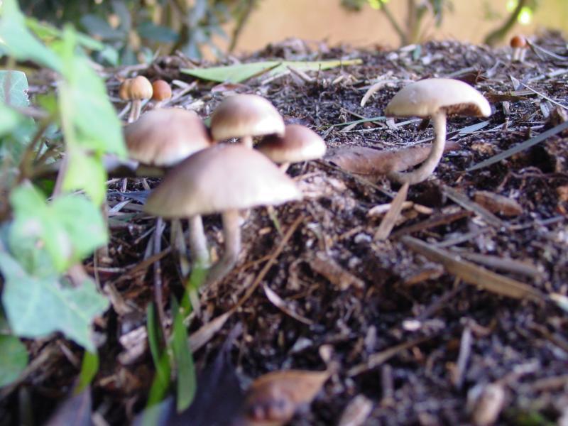 Psilocybe allenii (Psilocybe allenii)