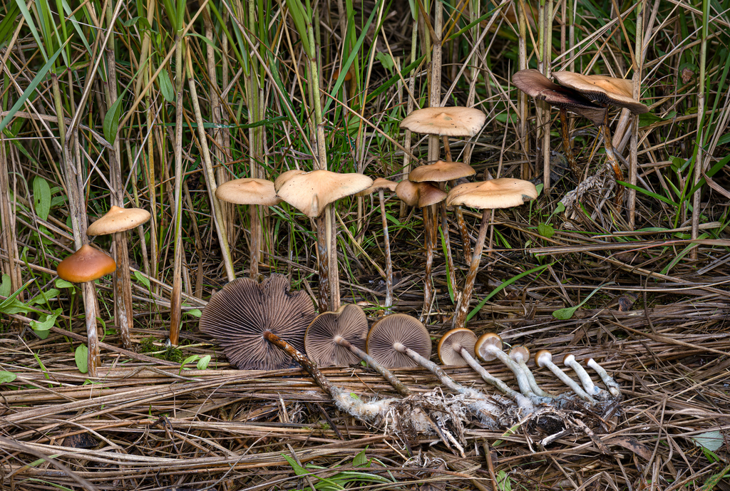 Psilocybe azurescens (Psilocybe azurescens)