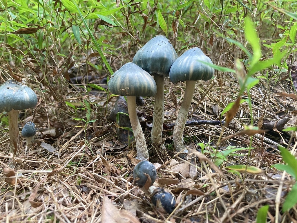 Psilocybe caerulescens (Psilocybe caerulescens)