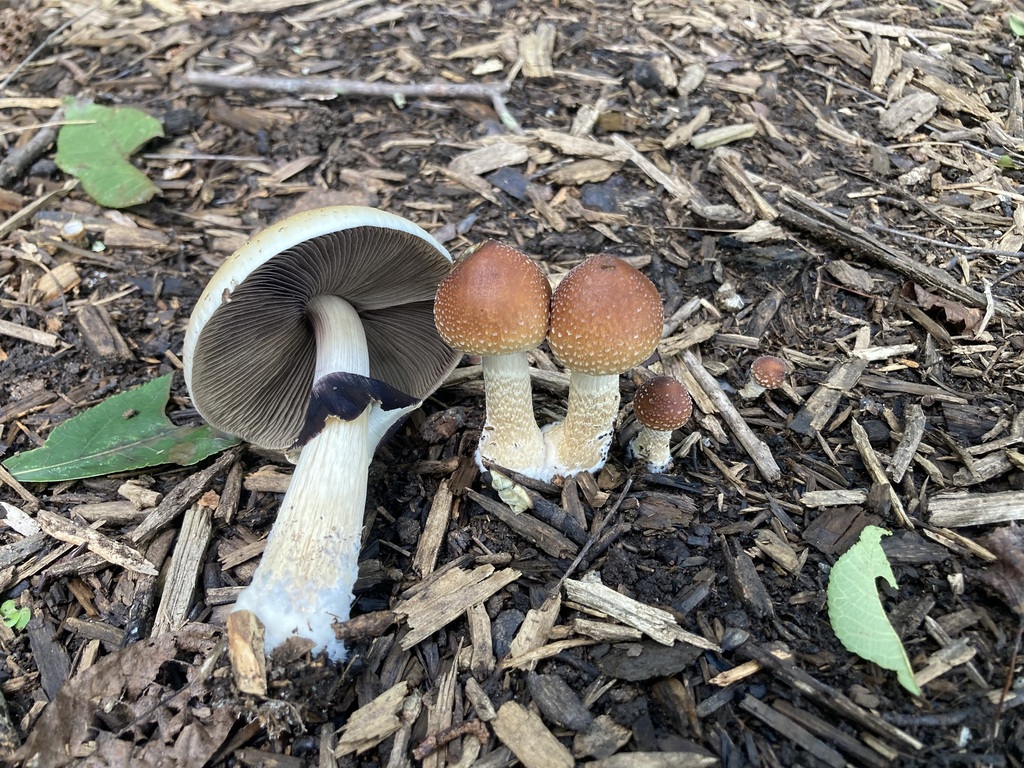 Psilocybe cubain (Psilocybe cubensis)