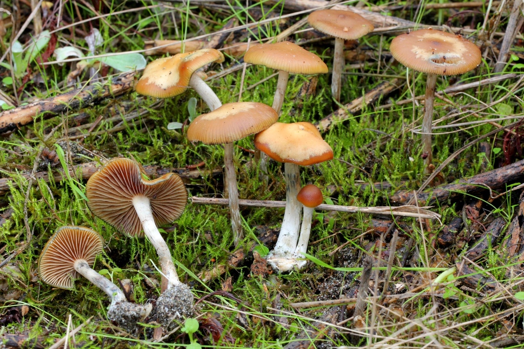 Psilocybe cyanescens (Psilocybe cyanescens)