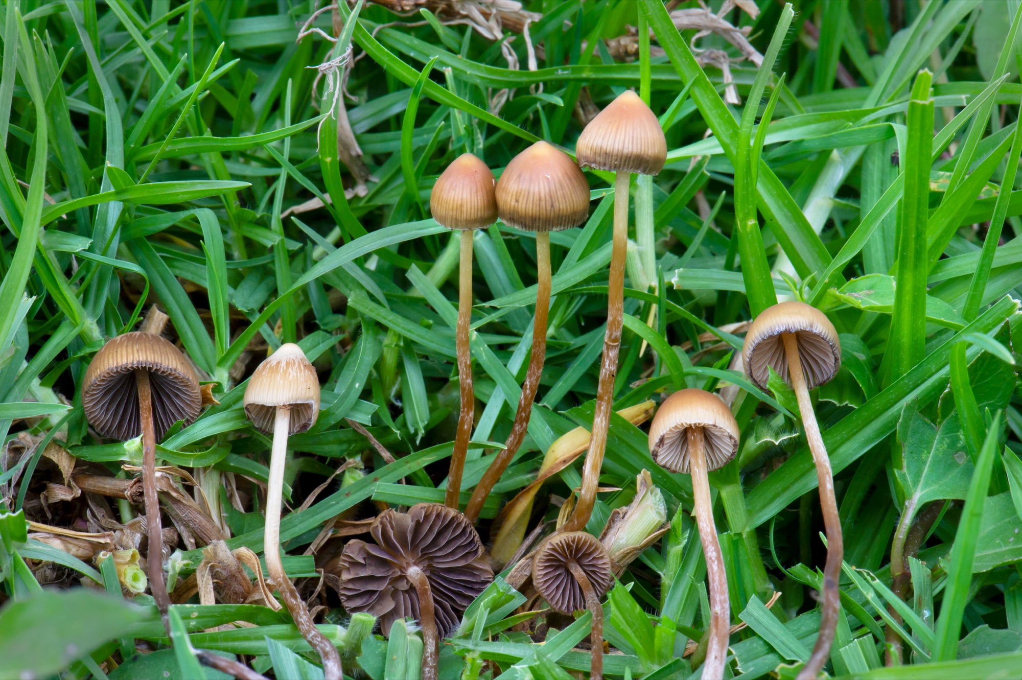 Psilocybe du Mexique (Psilocybe mexicana)