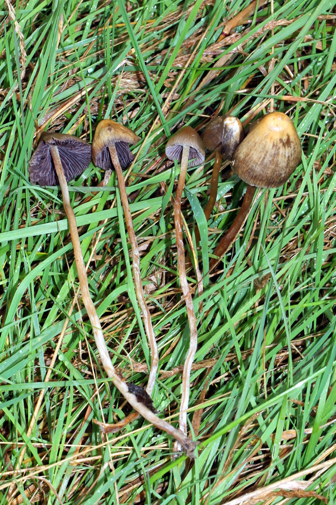 Psilocybe lancéolé (Psilocybe semilanceata)
