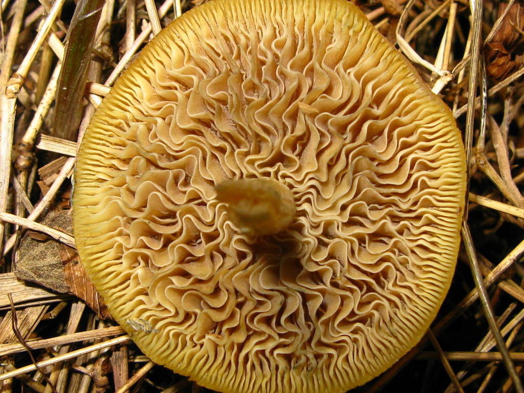 Psilocybe ovoideocystidiata (Psilocybe ovoideocystidiata)