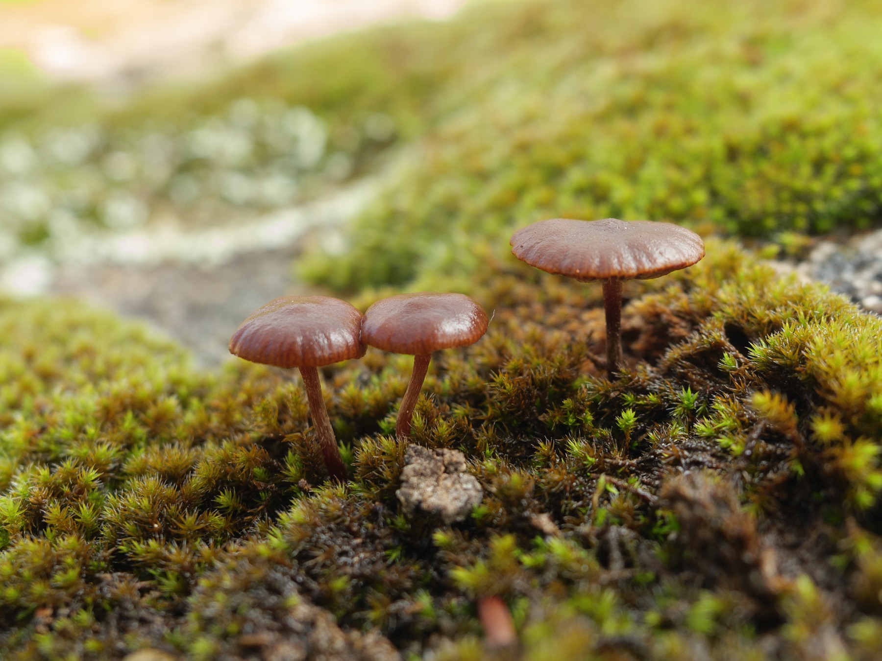 Psilocybe roux sombre (Deconica montana)