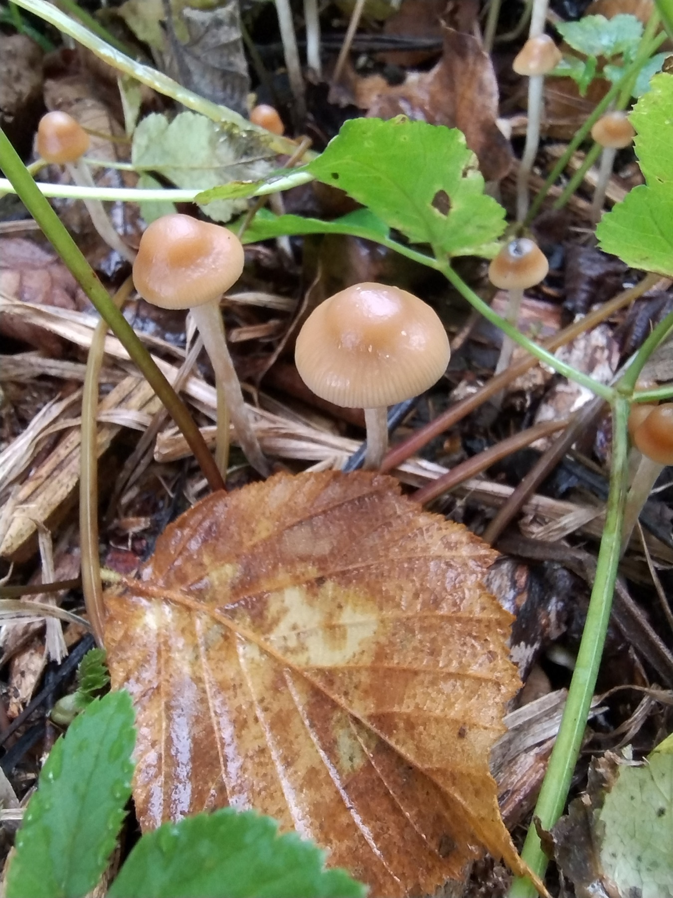 Psilocybe serbica (Psilocybe serbica)