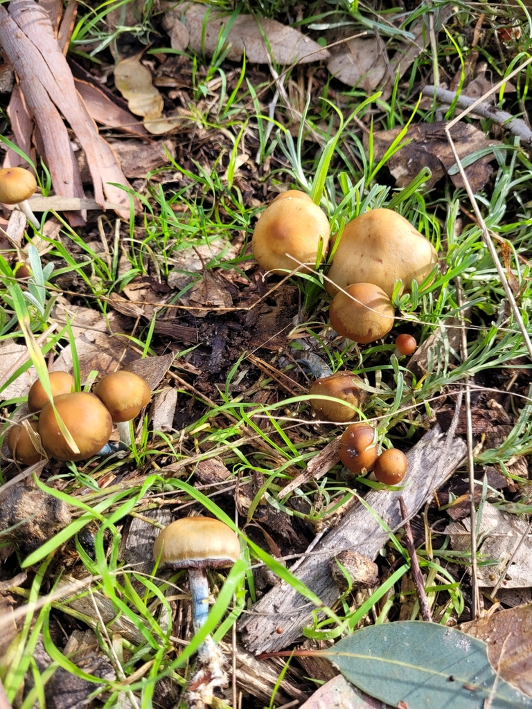 Psilocybe subaeruginosa (Psilocybe subaeruginosa)