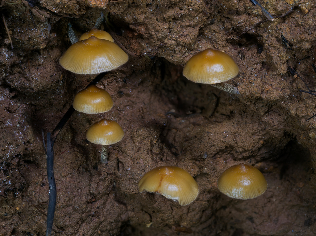 Psilocybe zapotecorum (Psilocybe zapotecorum)