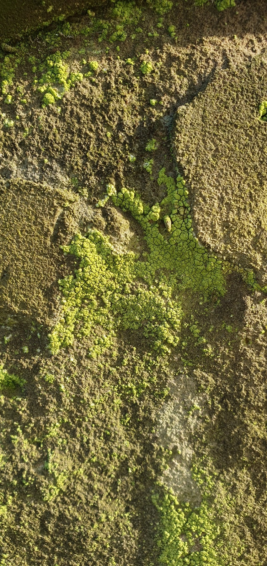 Psilolechia lucida (Psilolechia lucida)
