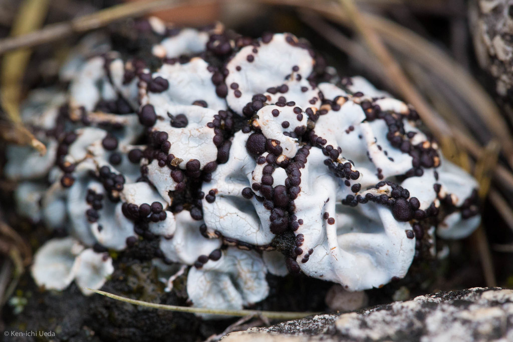 Psora crenata (Psora crenata)