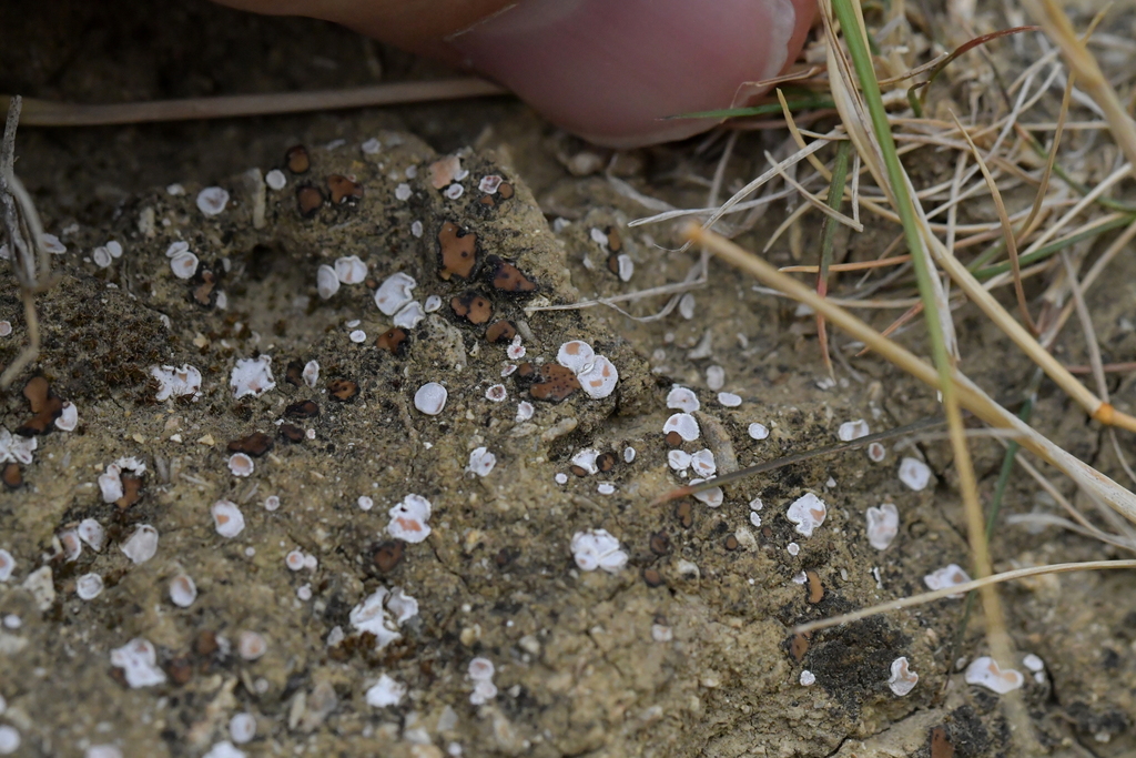 Psora decipiens (Psora decipiens)