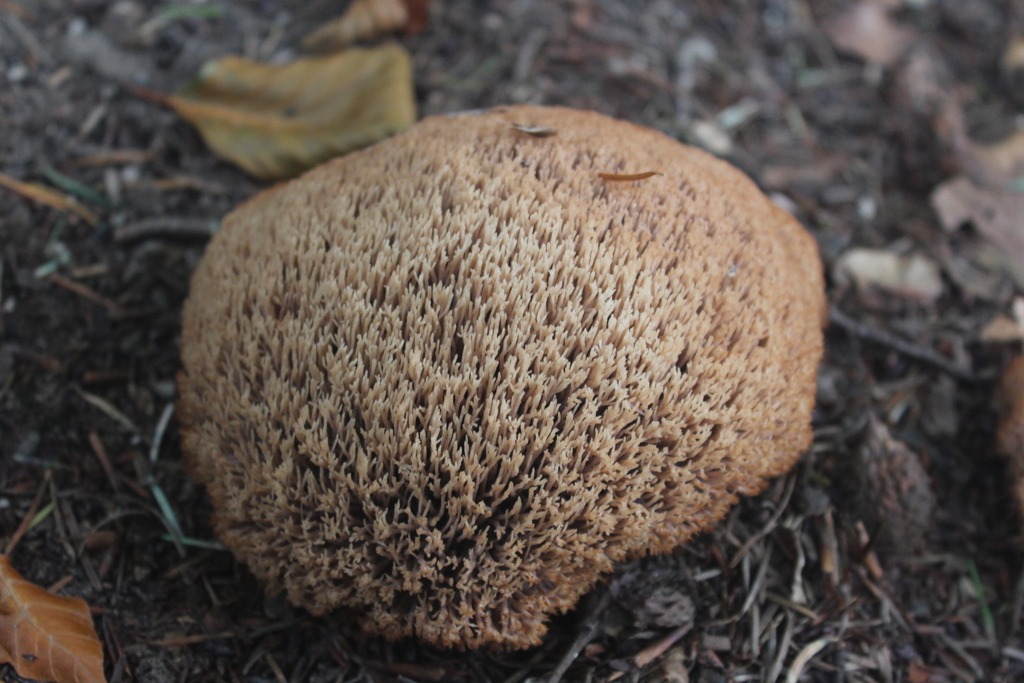 Ptérule multifide (Pterula multifida)