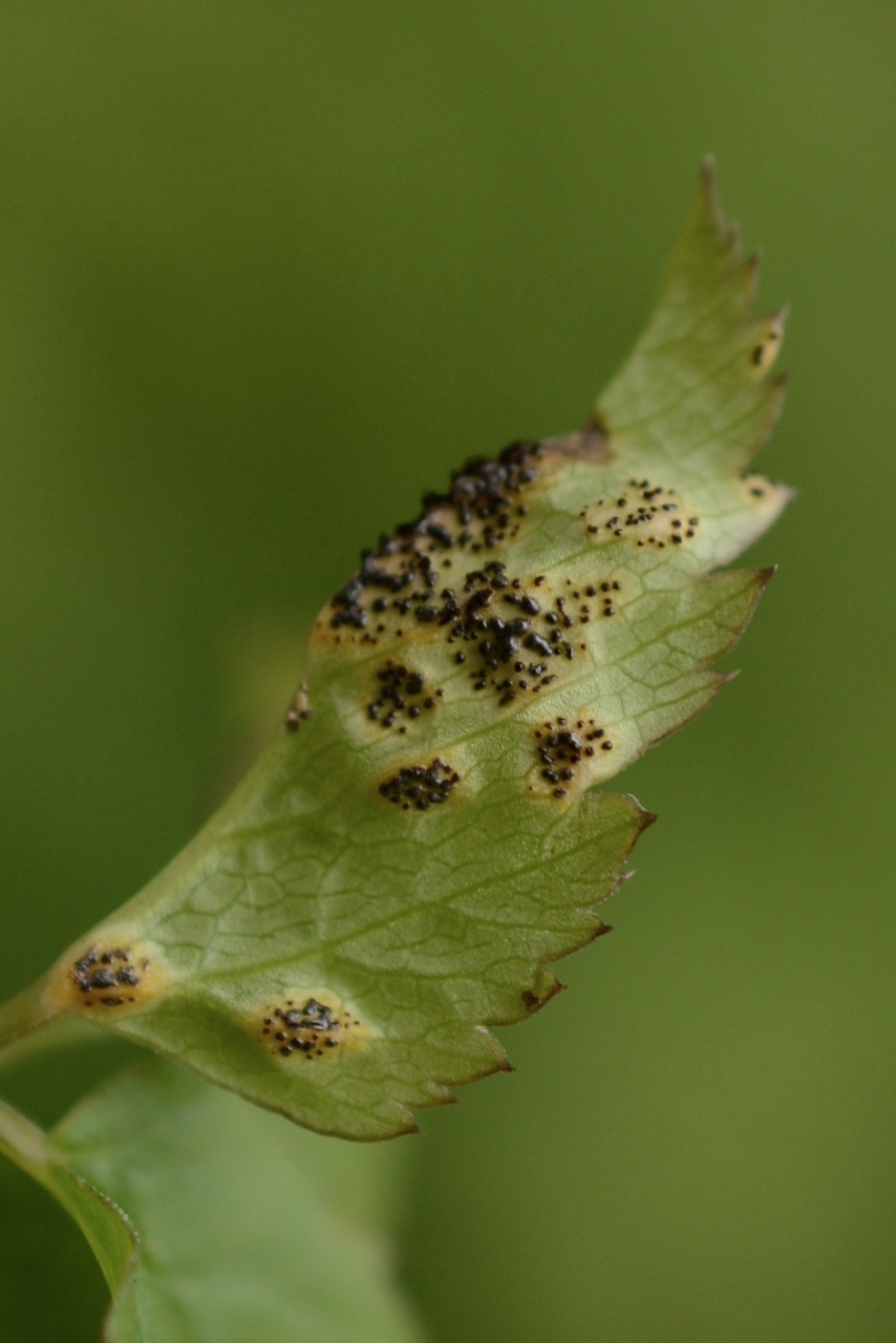 Puccinia aegopodii (Puccinia aegopodii)