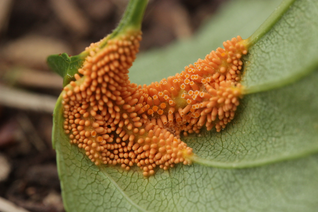 Puccinia coronata (Puccinia coronata)