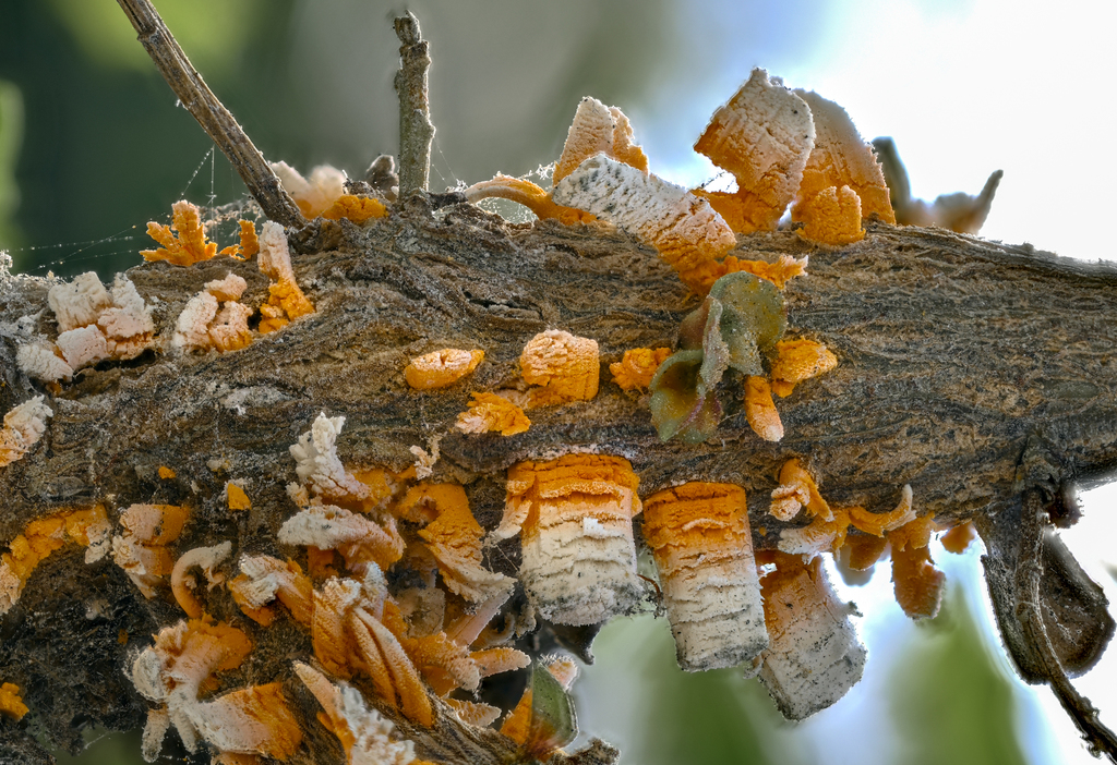 Puccinia evadens (Puccinia evadens)