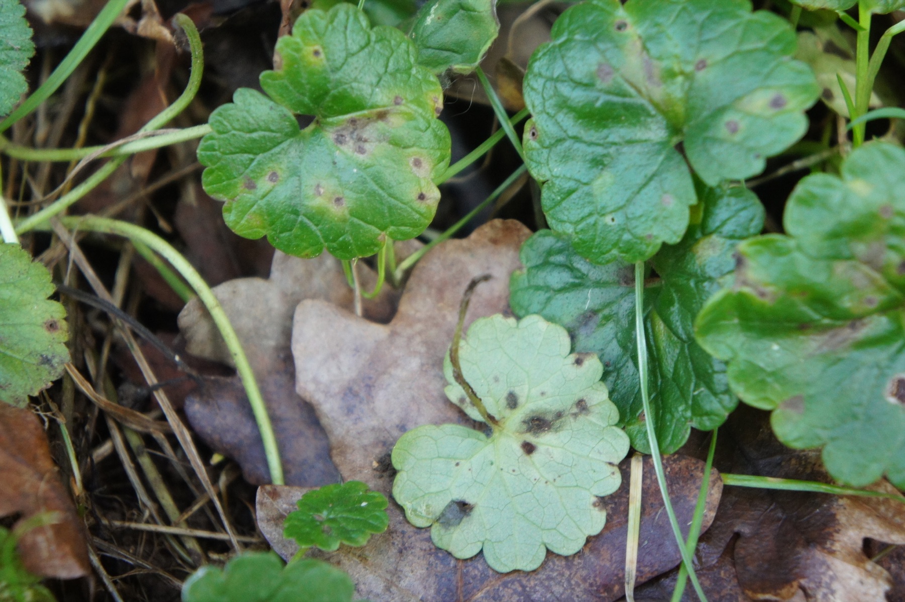 Puccinia glechomatis (Puccinia glechomatis)