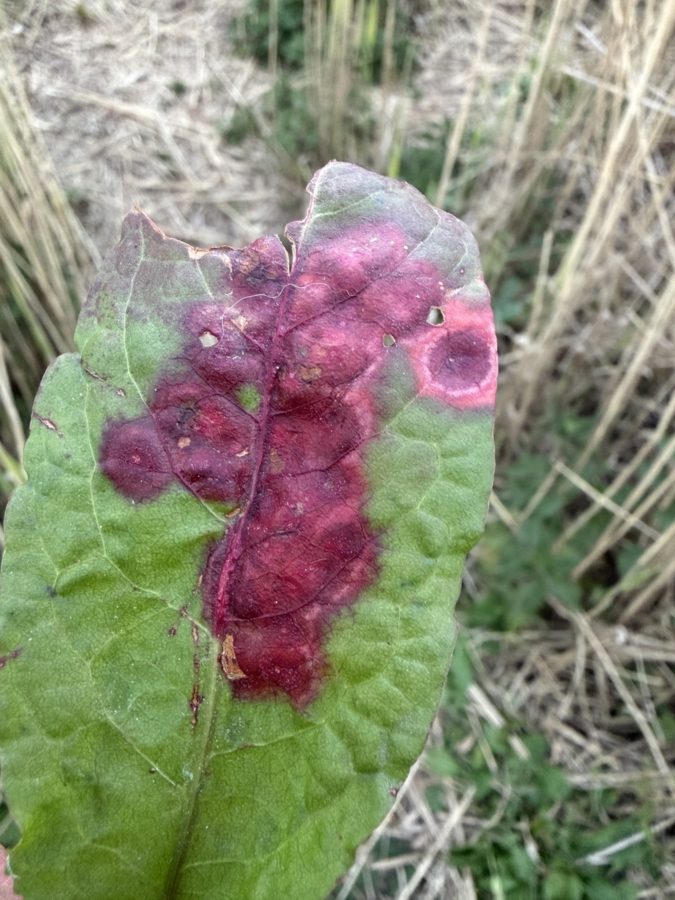 Puccinia phragmitis (Puccinia phragmitis)