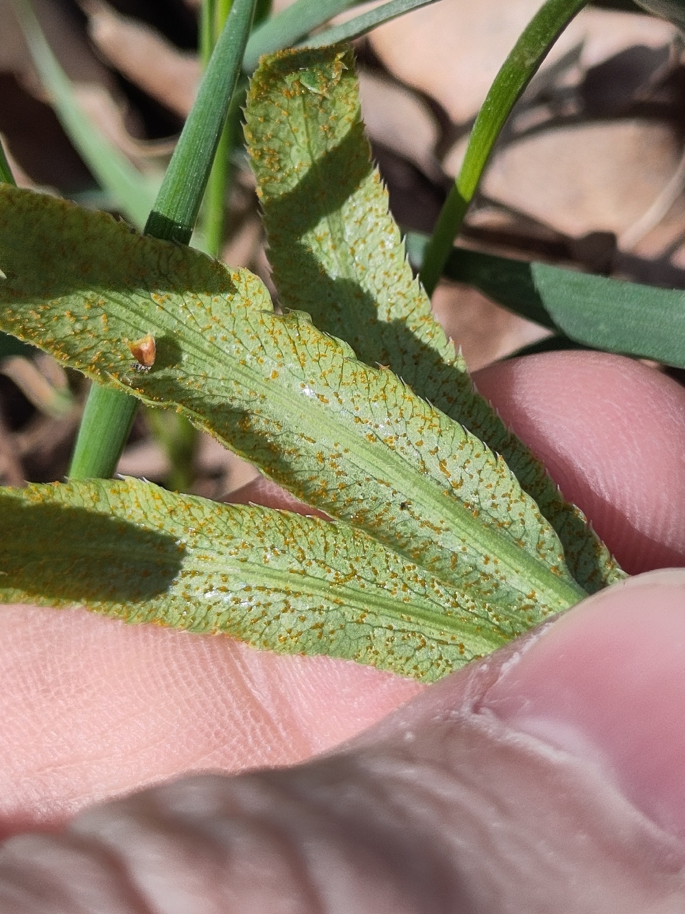 Puccinia sii-falcariae (Puccinia sii-falcariae)