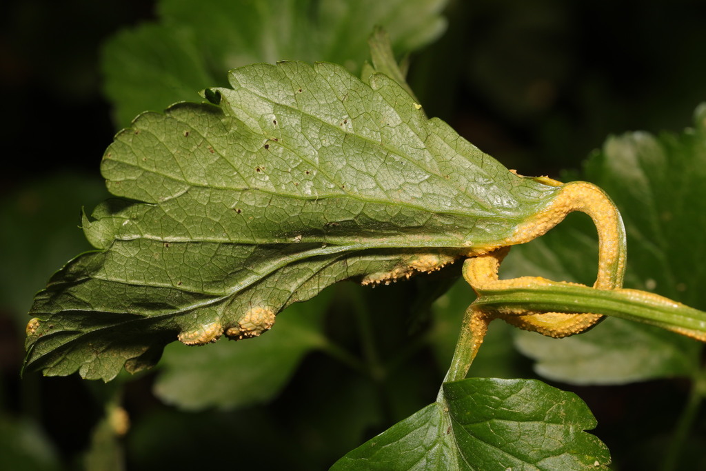Puccinia smyrnii (Puccinia smyrnii)