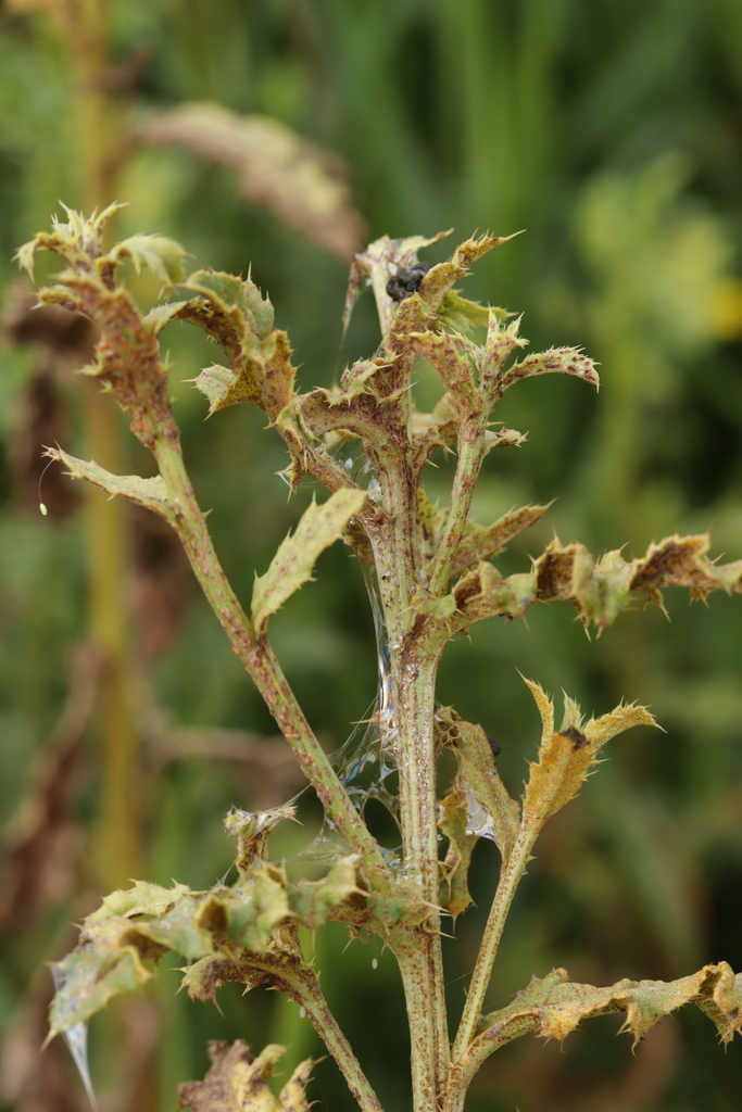 Puccinia suaveolens (Puccinia suaveolens)
