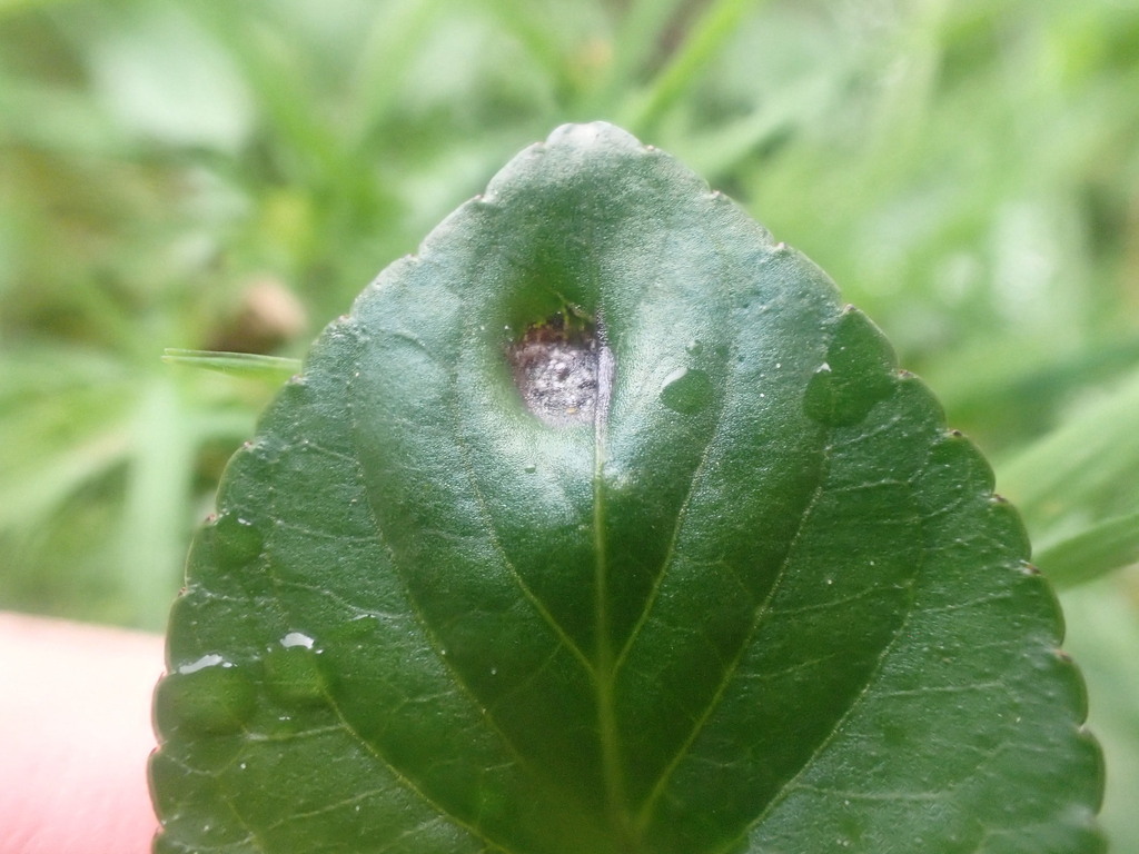 Puccinia violae (Puccinia violae)