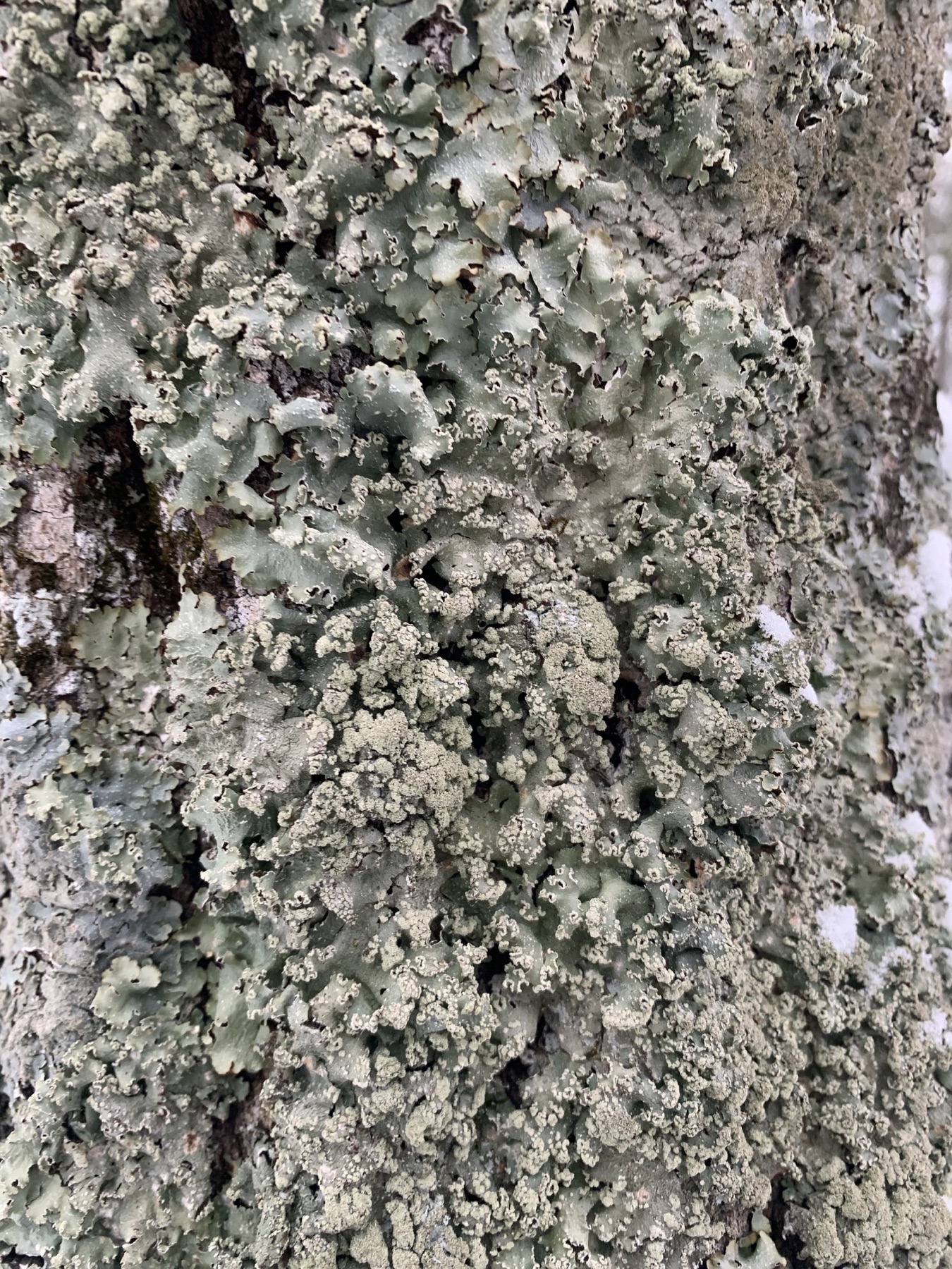 Punctelia caseana (Punctelia caseana)