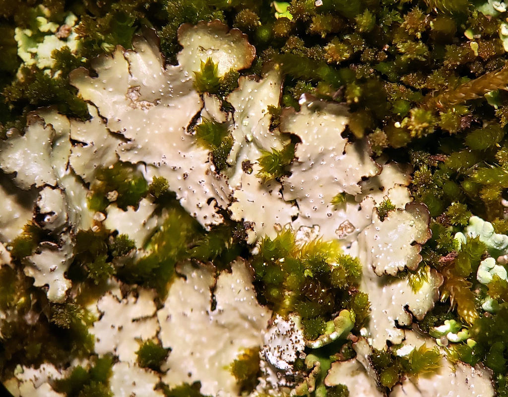 Punctelia rudecta (Punctelia rudecta)