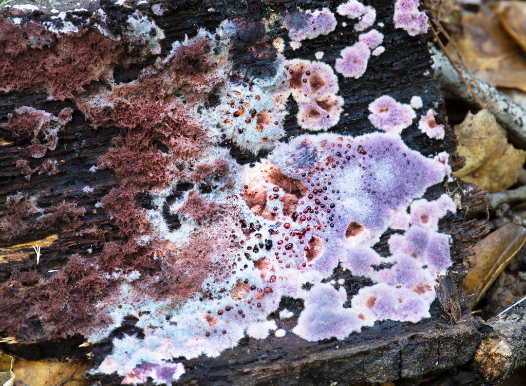 Punctularia atropurpurascens (Punctularia atropurpurascens)