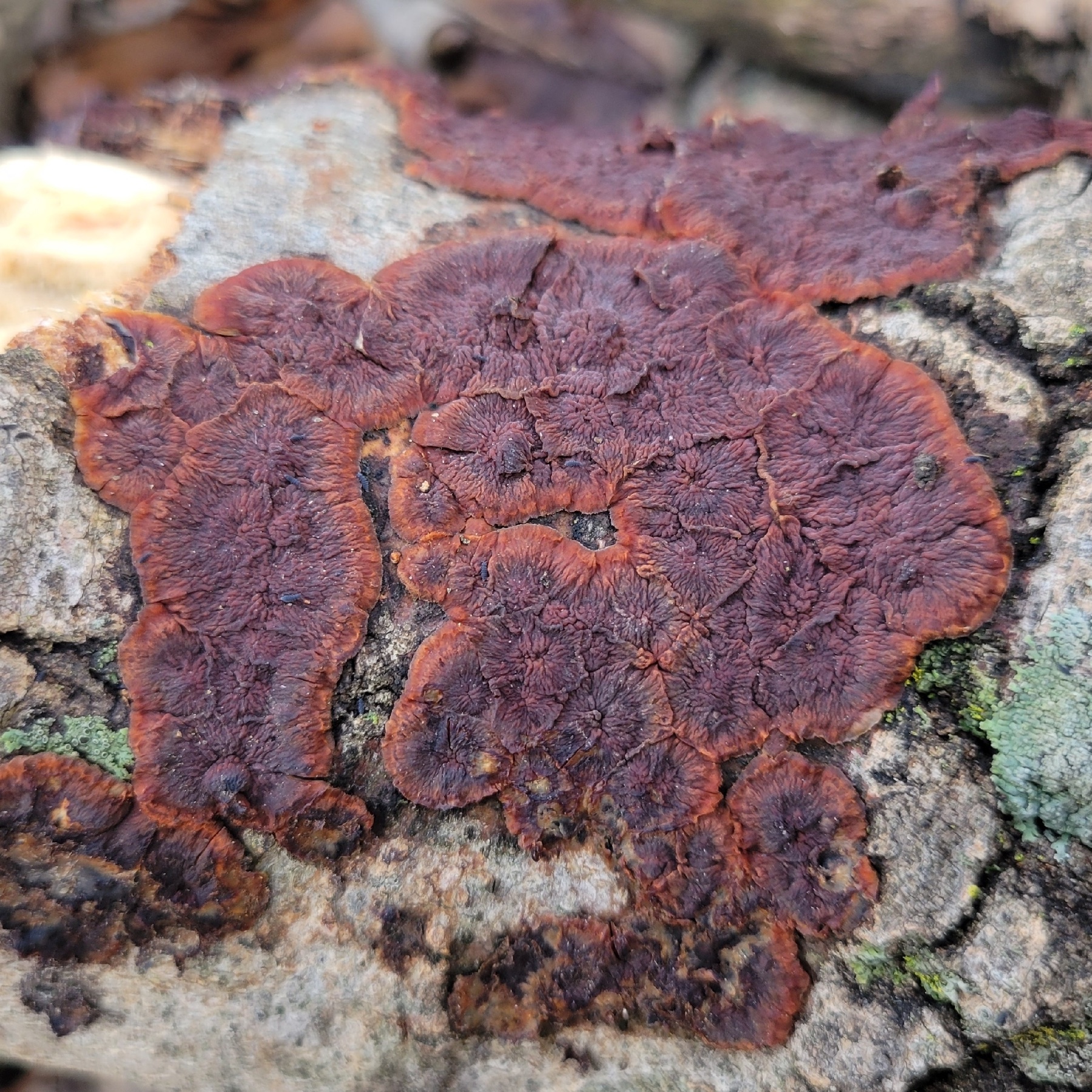 Punctularia strigosozonata (Punctularia strigosozonata)