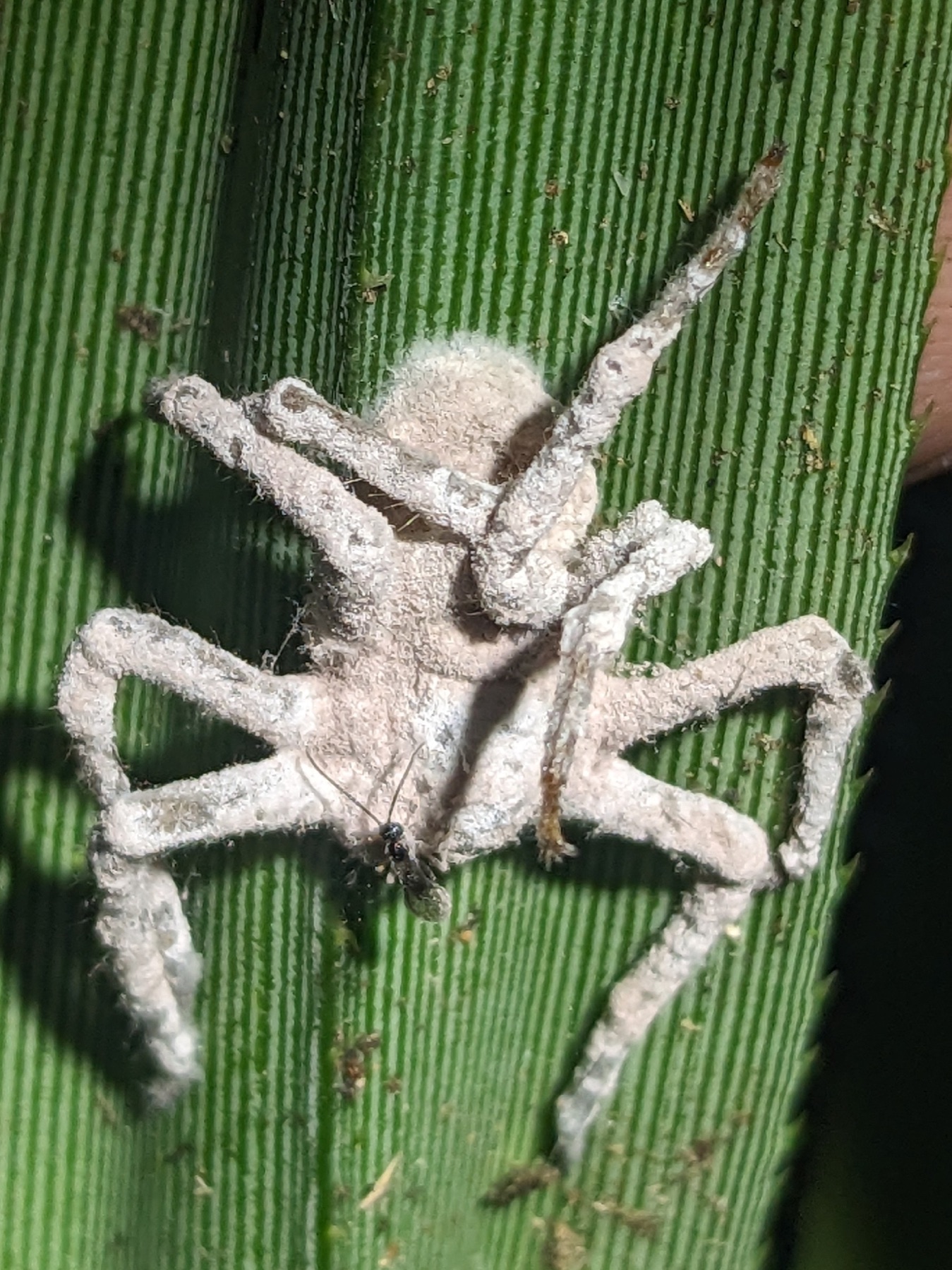 Purpureocillium atypicola (Purpureocillium atypicola)
