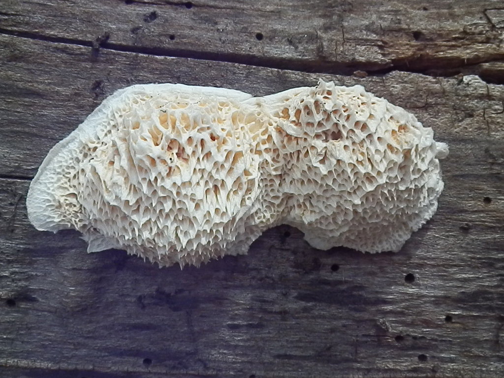 Pycnoporellus alboluteus (Pycnoporellus alboluteus)