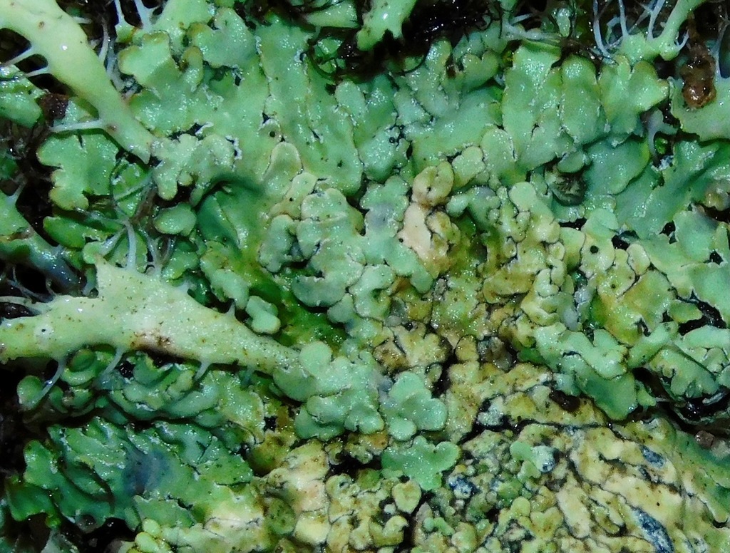 Pyxine sorediata (Pyxine sorediata)