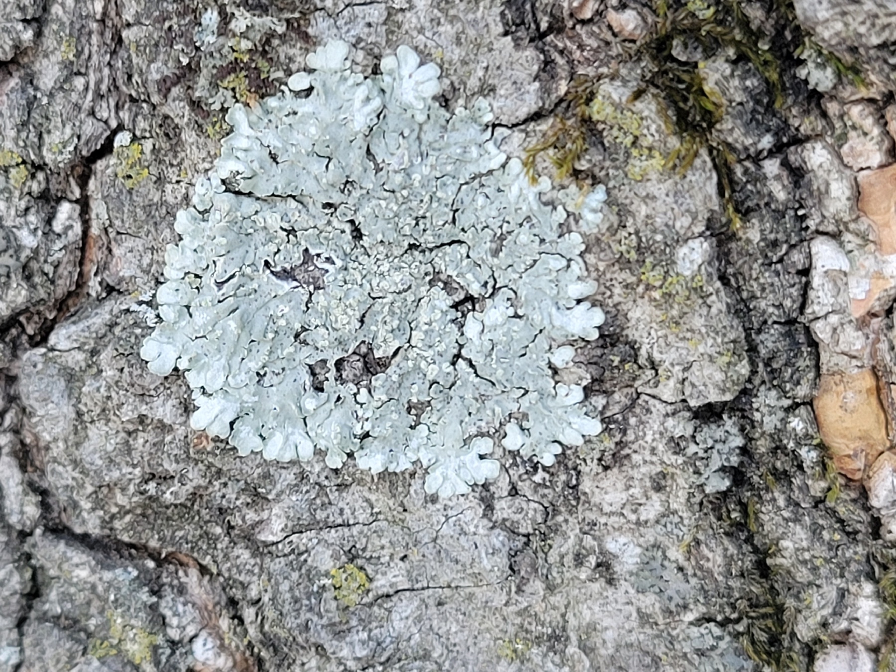Pyxine subcinerea (Pyxine subcinerea)