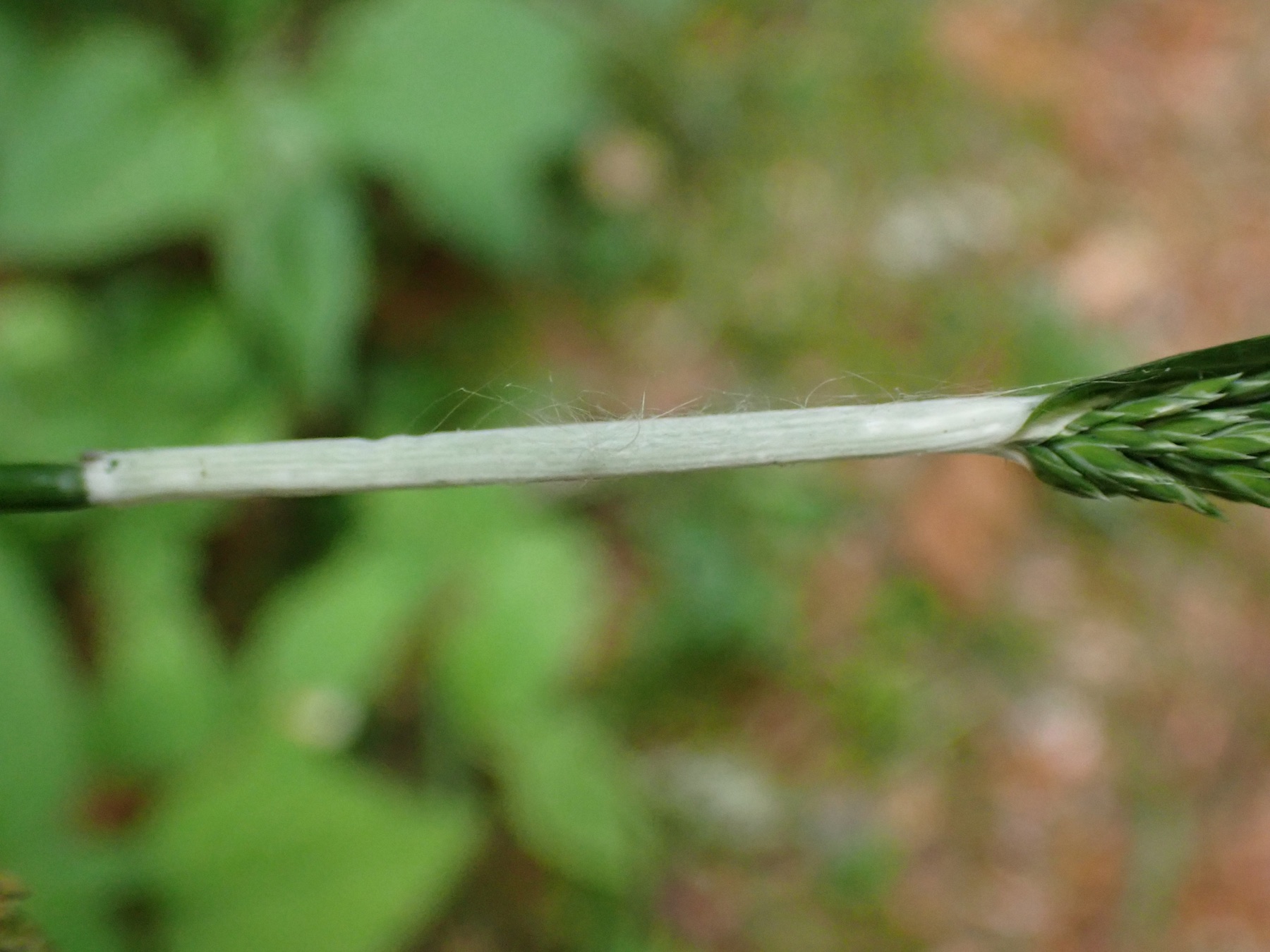 Quenouille des dactyles (Epichloe typhina)