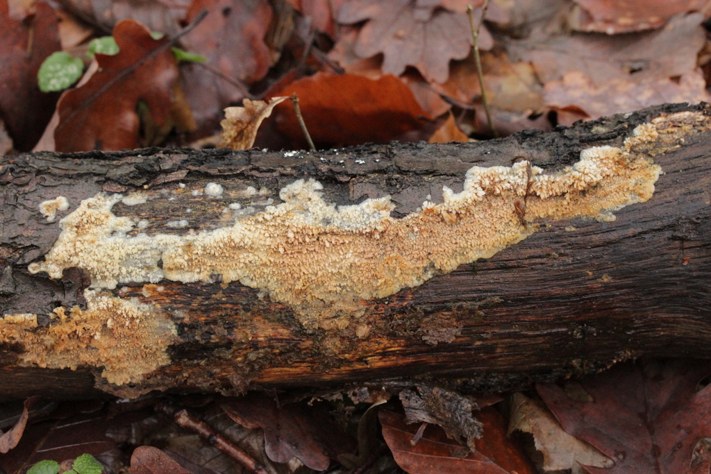 Radulomyce molaire (Radulomyces molaris)
