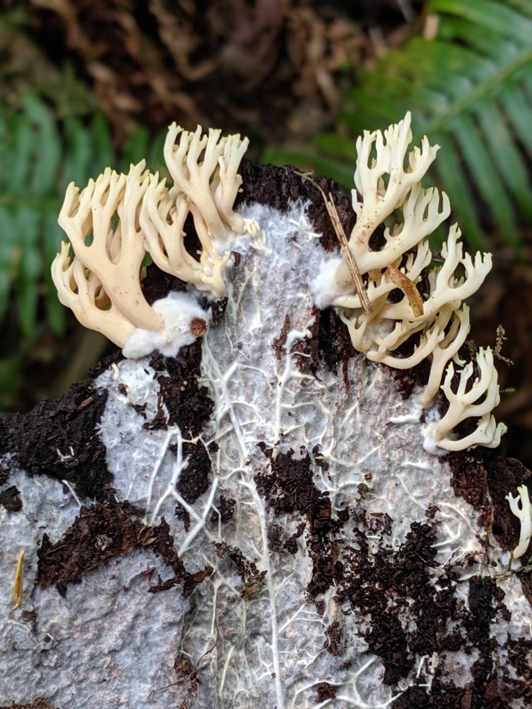 Ramaire droite (Ramaria stricta)