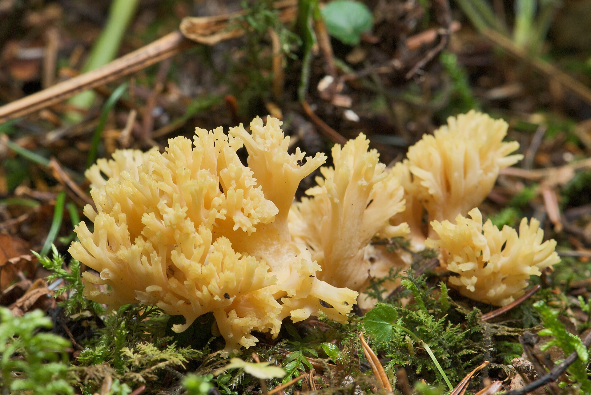 Ramaire jaune (Ramaria flava)