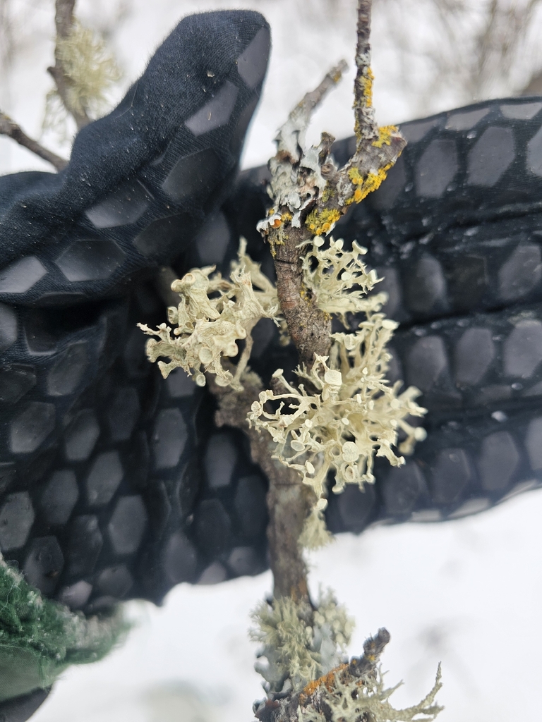 Ramalina americana (Ramalina americana)