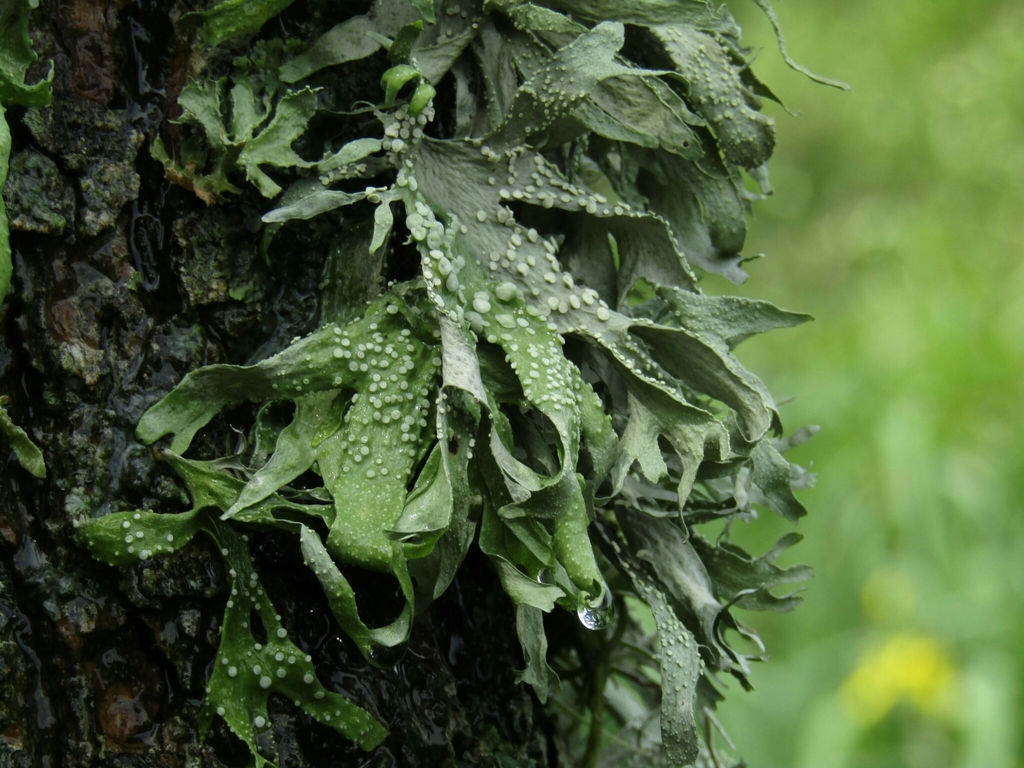 Ramalina celastri (Ramalina celastri)