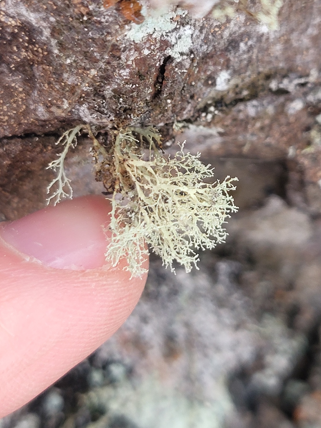 Ramalina intermedia (Ramalina intermedia)